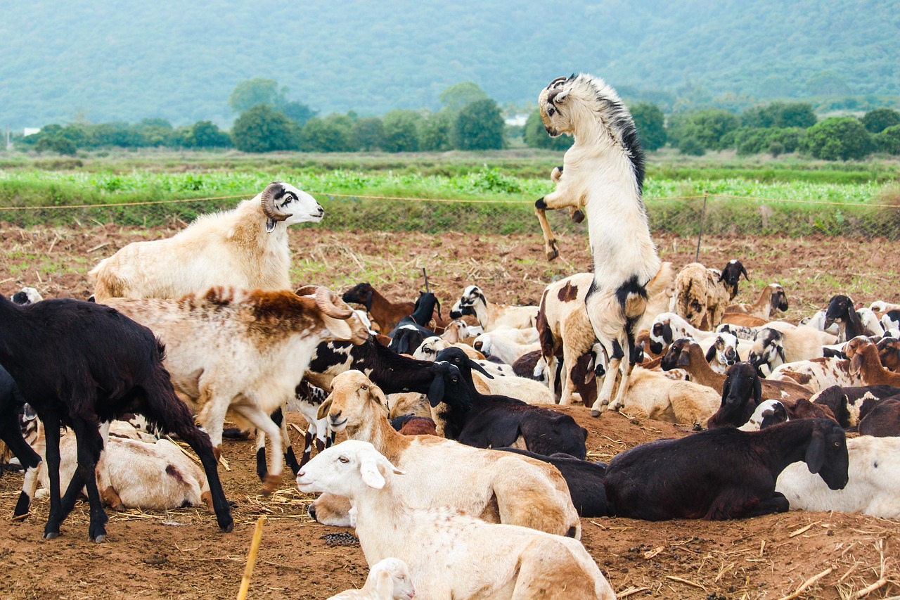 goats, sheep, farm, animals, mammals, livestock, goat farming, sheep farming, goat farm, nature, rural, countryside