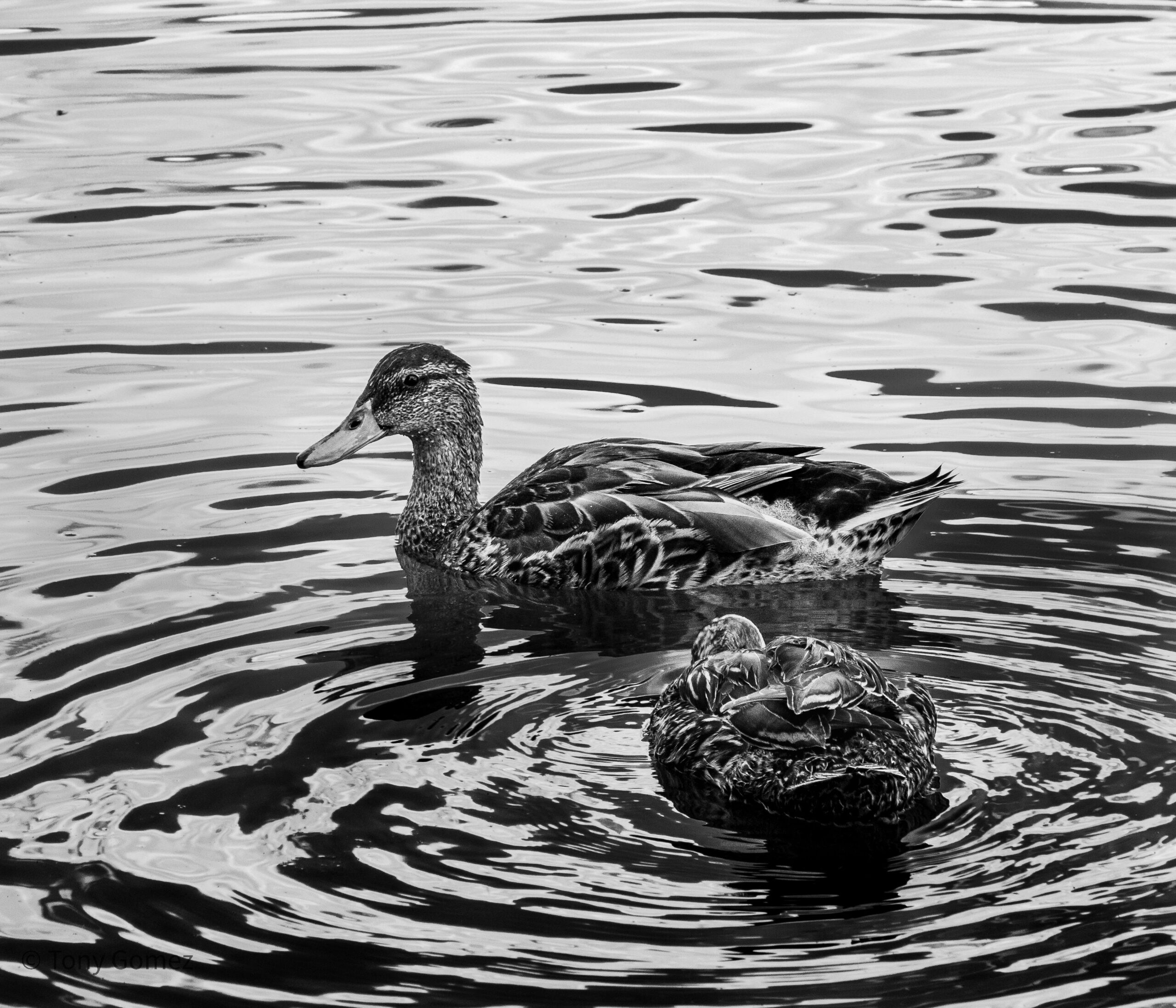Two ducks gracefully swimming in a monochrome lake, creating calming ripples in the water.